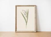 Vintage Flower | 11 x 14 Art Print - Sunday Golden